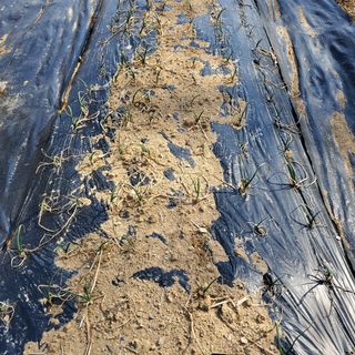 봉덕팜님의 기타작물 · 자유게시판 작성글 사진