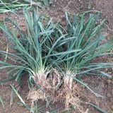 팜모닝 기타작물·자유게시판 게시글 이미지