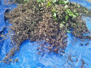 이호성님의 두릅 · 품종•종자 작성글 사진