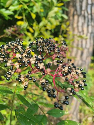 이호성님의 두릅 · 품종•종자 작성글 사진