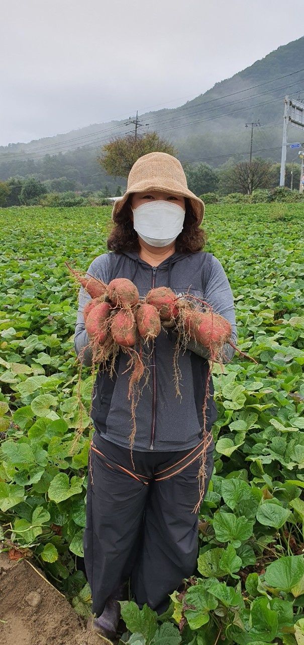 윤희순님의 장터 판매 상품 [여주 꿀고구마 10키로] 첨부 사진