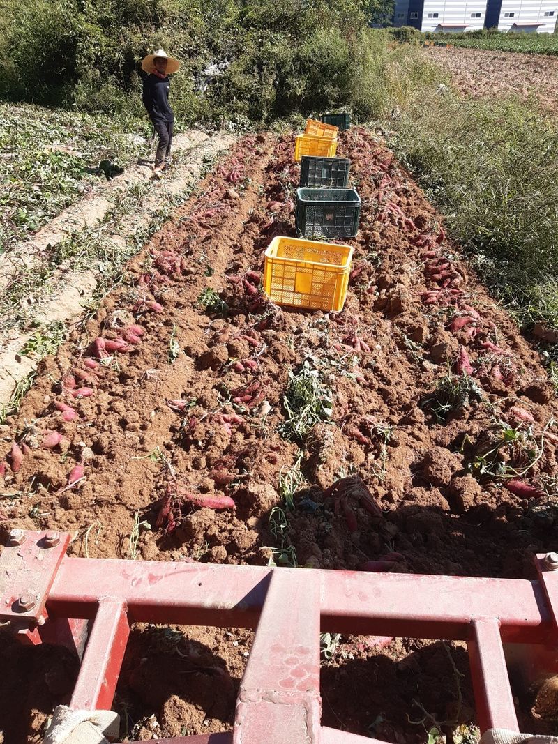 윤희순님의 장터 판매 상품 [여주 꿀고구마 10키로] 첨부 사진