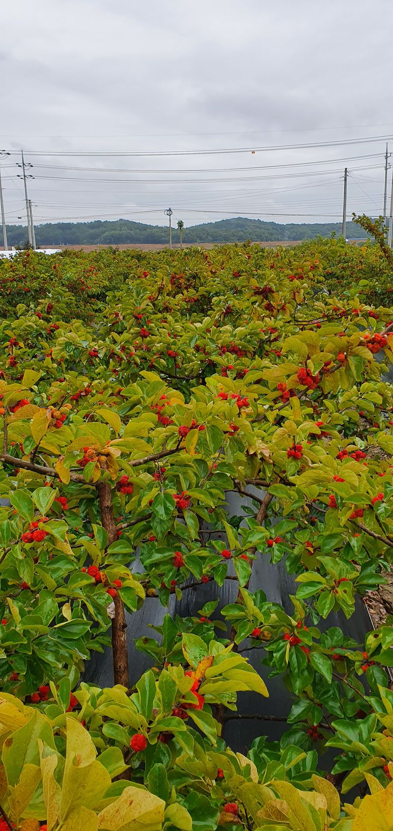 상추20193님의 장터 판매 상품 [꾸지뽕 열매 즙  60포] 첨부 사진