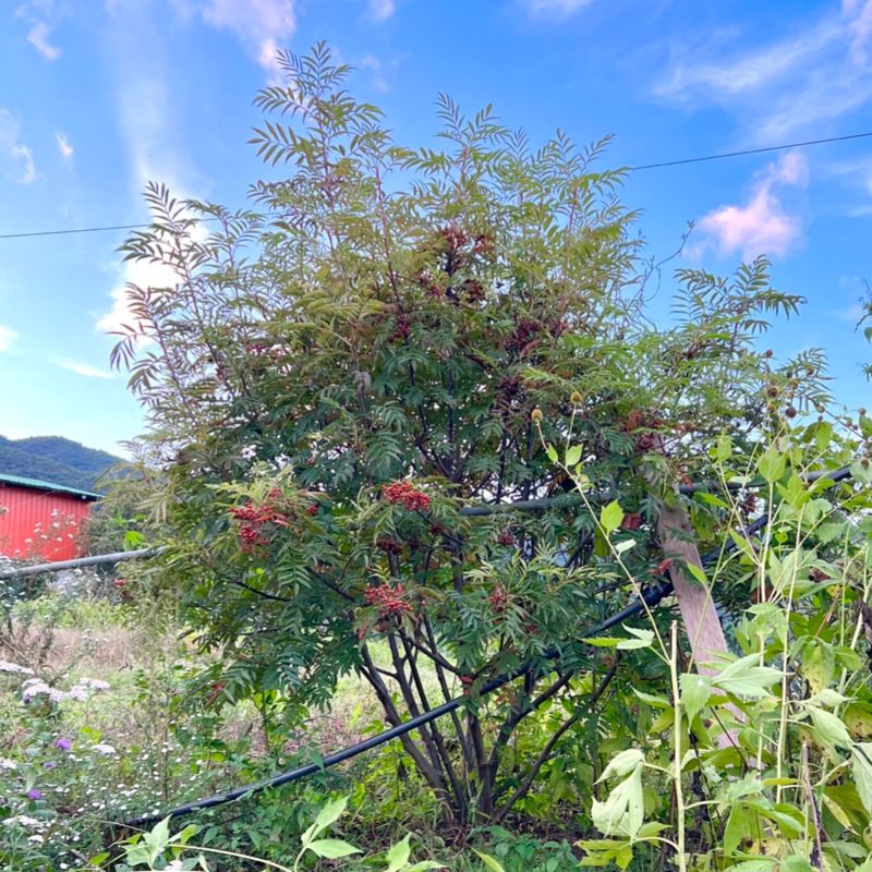 이기자원예종묘님의 장터 판매 상품 [울릉도 마가목 포트묘 (10-20cm/30-50cm) 1주] 첨부 사진