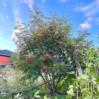 이기자원예종묘님의 작성글 사진