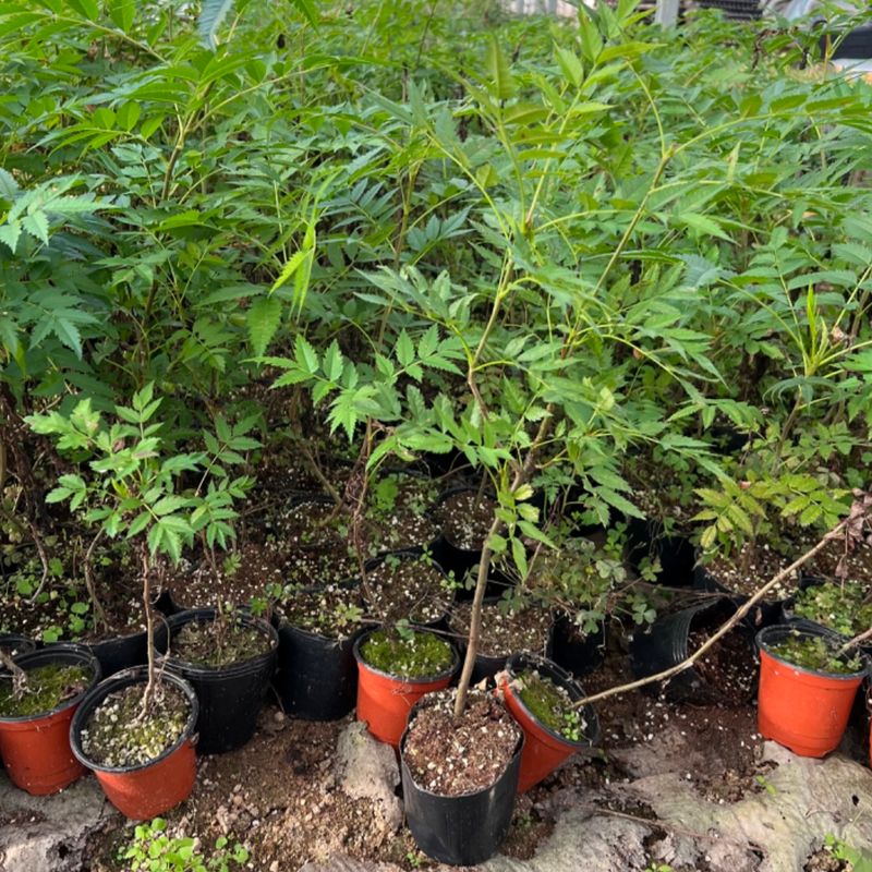 장터 상품 [울릉도 마가목 포트묘 (10-20cm/30-50cm) 1주] 썸네일