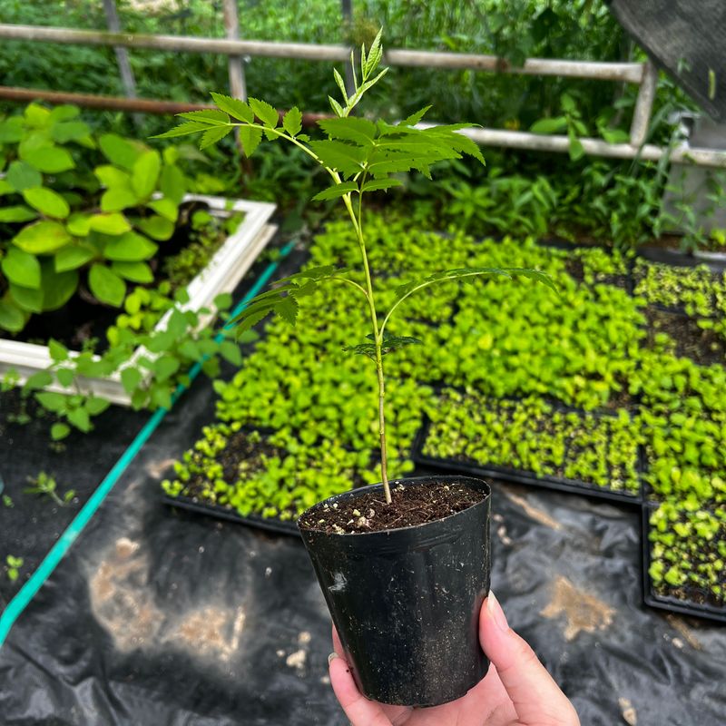 이기자원예종묘님의 장터 판매 상품 [울릉도 마가목 포트묘 (10-20cm/30-50cm) 1주] 첨부 사진