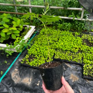 이기자원예종묘님의 작성글 사진