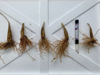 이기자원예종묘님의 작성글 사진