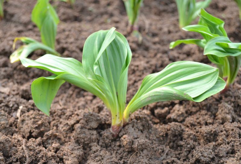 장터 상품 [산마늘(명이나물/울릉도종/5년이상) 종근 10개] 썸네일