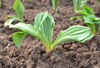 이기자원예종묘님의 작성글 사진