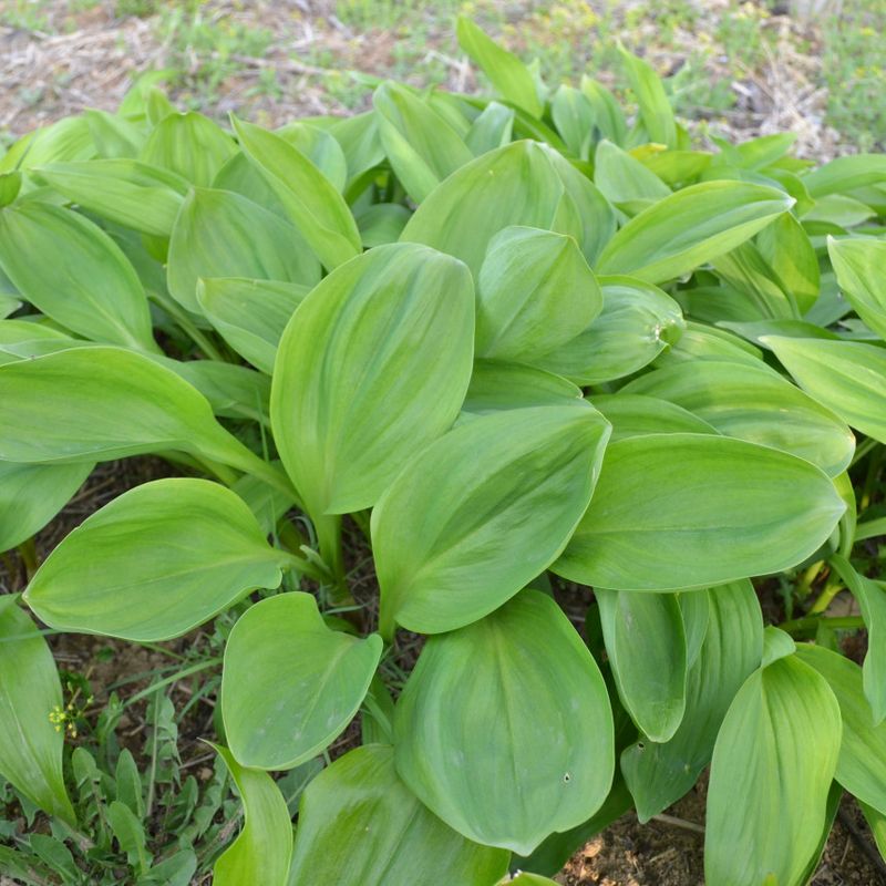 이기자원예종묘님의 장터 판매 상품 [산마늘(명이나물/울릉도종/5년이상) 종근 10개] 첨부 사진