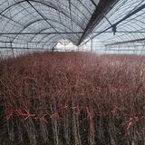 팜모닝 기타작물·자유게시판 게시글 이미지