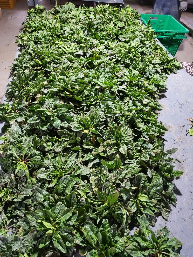 장터 상품 [도초도 섬시금치 10kg ] 썸네일