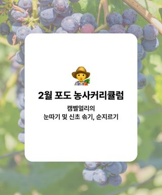 포도 농사도우미님의 포도·농사길잡이 작성글 사진
