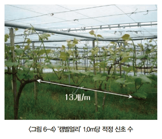 포도 농사도우미님의 포도 · 농사길잡이 작성글 사진