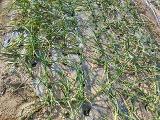 신도님의 마늘 · 병해충상담 작성글 사진