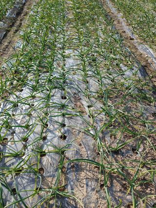 신도님의 마늘 · 병해충상담 작성글 사진