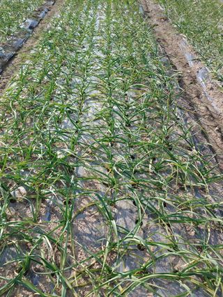 신도님의 마늘 · 병해충상담 작성글 사진