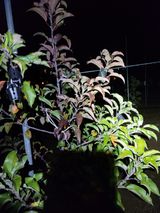 팜모닝 사과·병해충상담 게시글 이미지