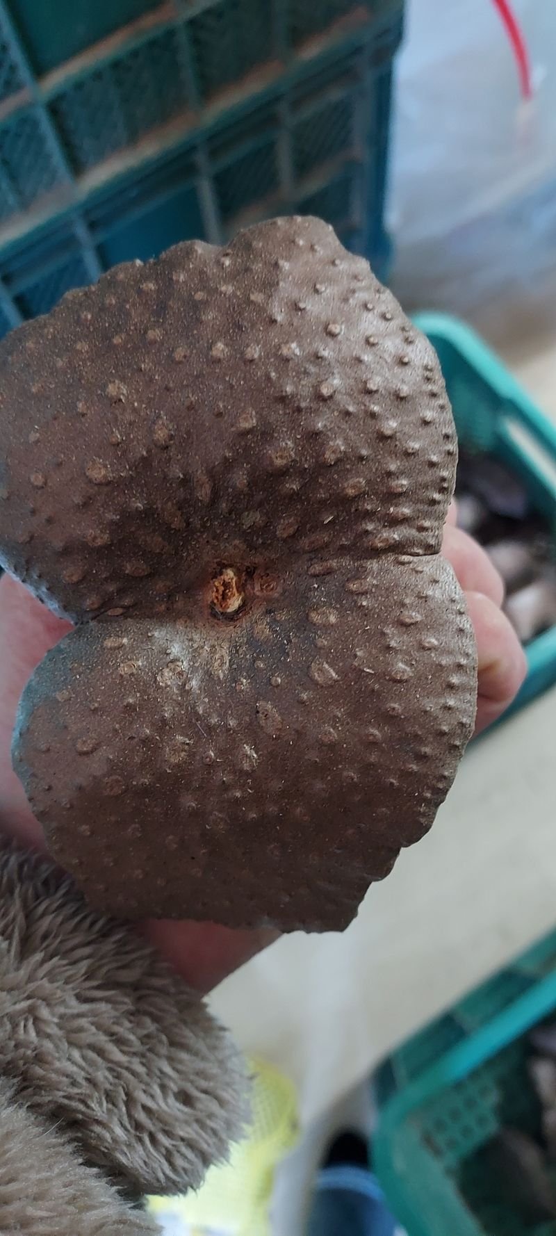 장터 상품 [열매마종자용 판매 5kg] 썸네일