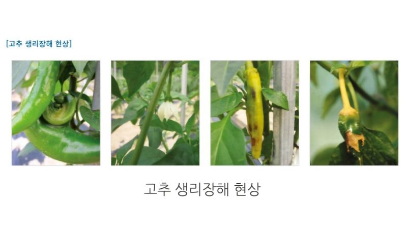 한농농약종묘사님의 장터 판매 상품 [대유 고추영양제 500ml] 첨부 사진