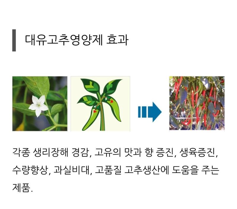 한농농약종묘사님의 장터 판매 상품 [대유 고추영양제 500ml] 첨부 사진