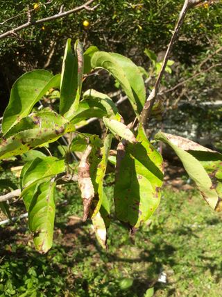 미스터리2님의 배 · 병해충상담 작성글 사진