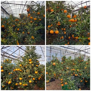 성민감귤농원님의 작성글 사진