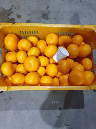 성민감귤농원님의 작성글 사진