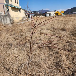 영천청년농업님의 복숭아 · 자유게시판 작성글 사진