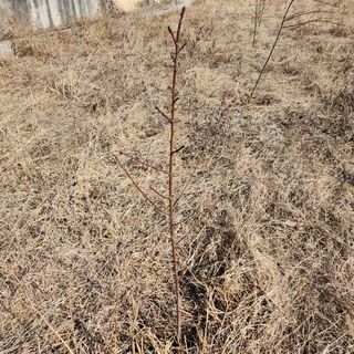 영천청년농업님의 복숭아 · 자유게시판 작성글 사진