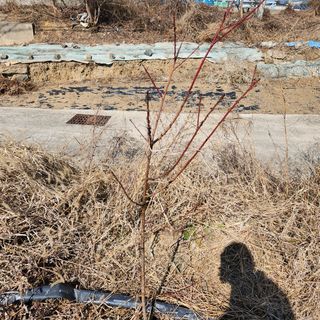 영천청년농업님의 복숭아 · 자유게시판 작성글 사진