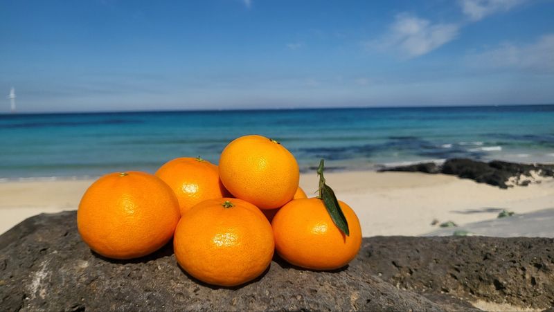 들깨10545님의 장터 판매 상품 [천혜향 가정용,명품 선물판매(판매중지)] 첨부 사진