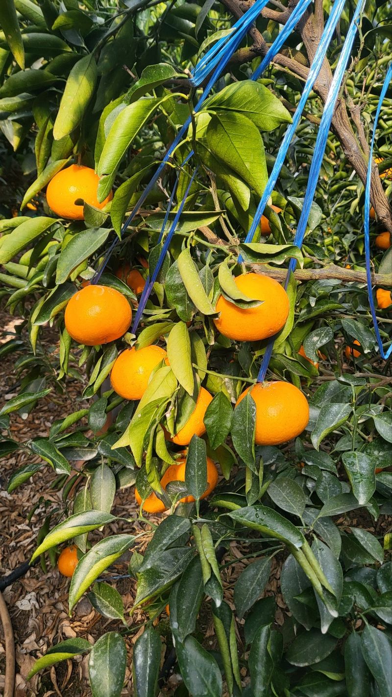 들깨10545님의 장터 판매 상품 [천혜향 가정용,명품 선물판매(판매중지)] 첨부 사진