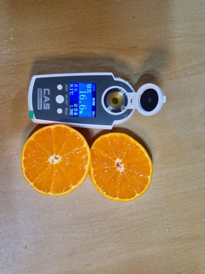 들깨10545님의 장터 판매 상품 [천혜향 가정용,명품 선물판매(판매중지)] 첨부 사진