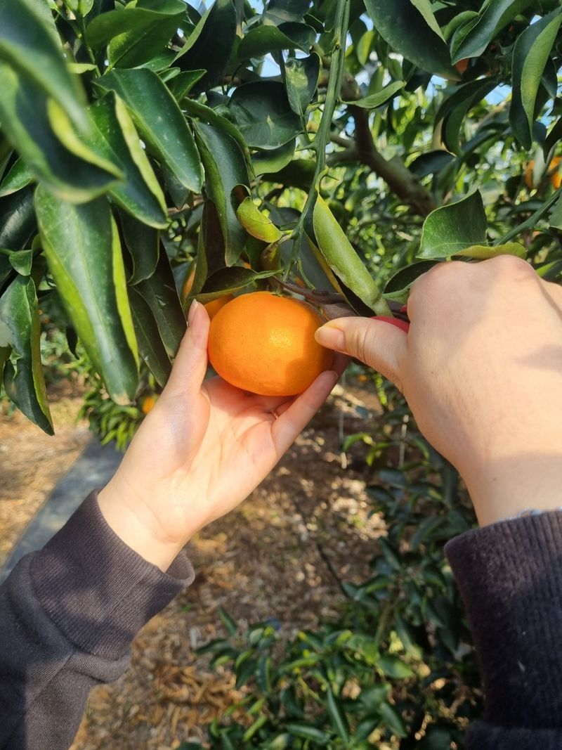 들깨10545님의 장터 판매 상품 [천혜향 가정용,명품 선물판매(판매중지)] 첨부 사진