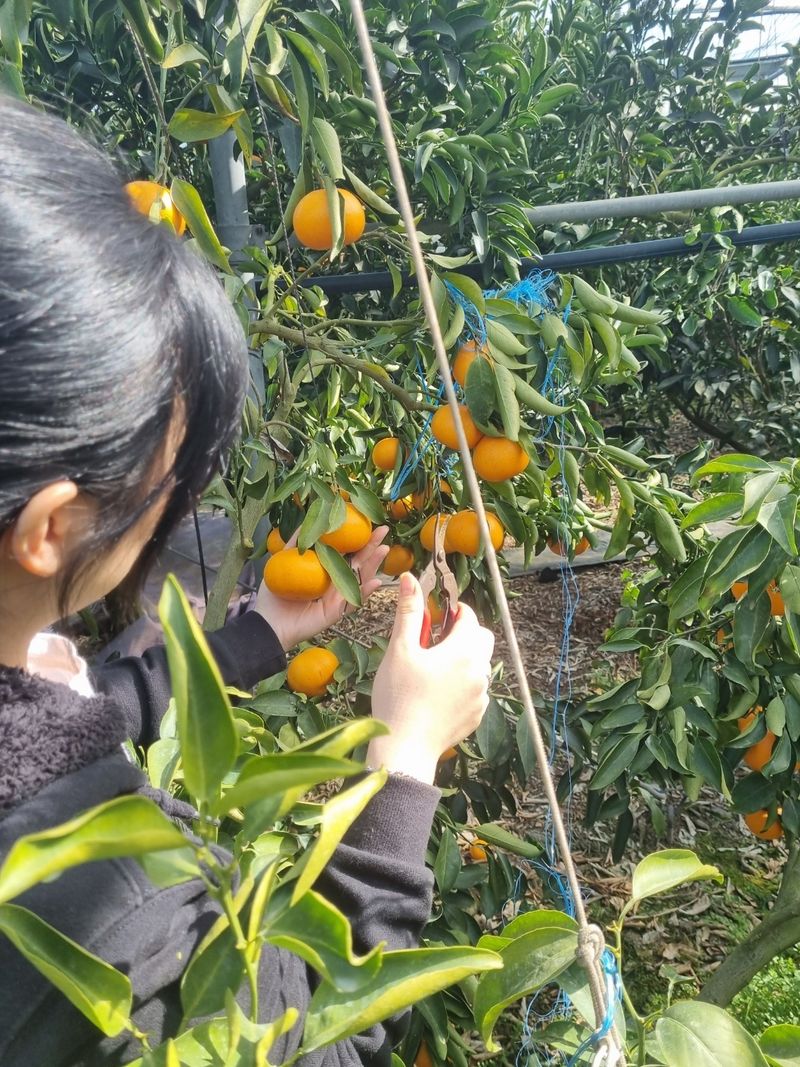 들깨10545님의 장터 판매 상품 [천혜향 가정용,명품 선물판매(판매중지)] 첨부 사진