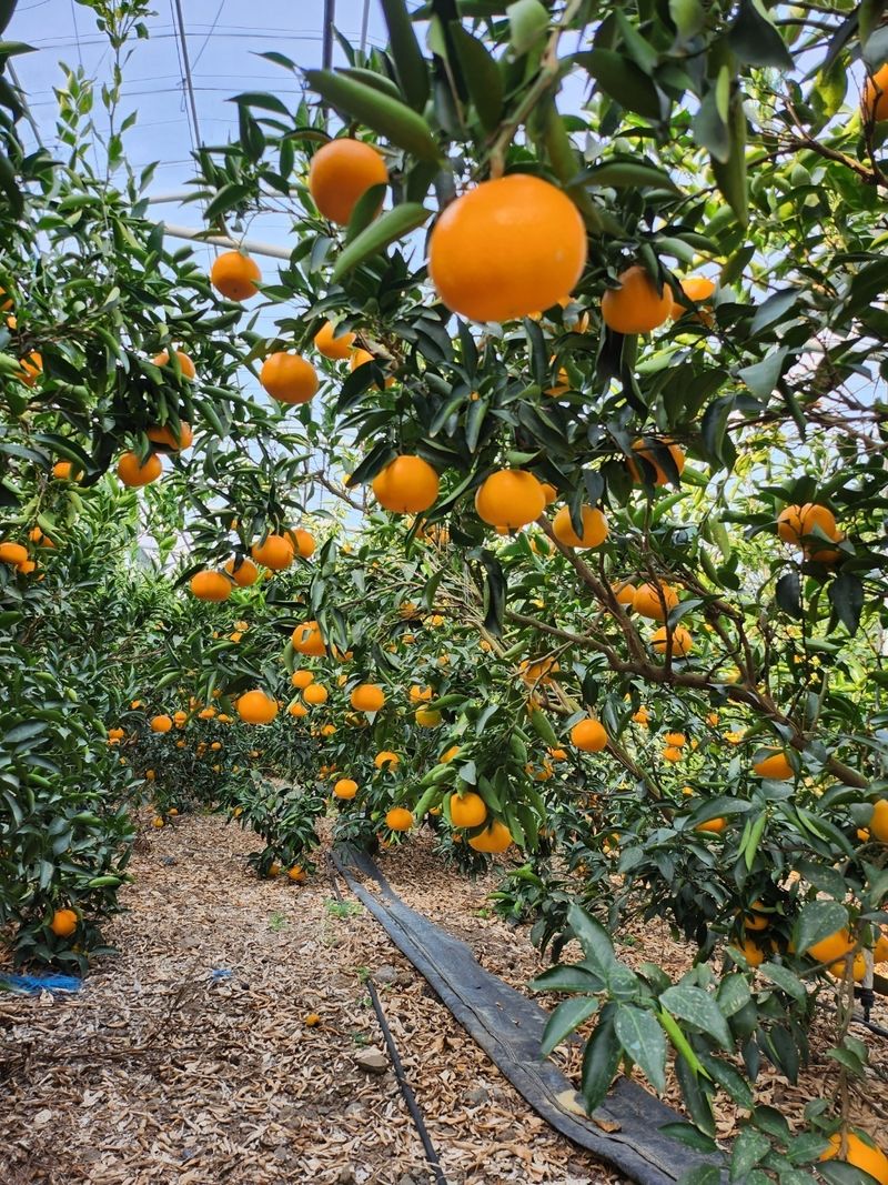 들깨10545님의 장터 판매 상품 [천혜향 가정용,명품 선물판매(판매중지)] 첨부 사진