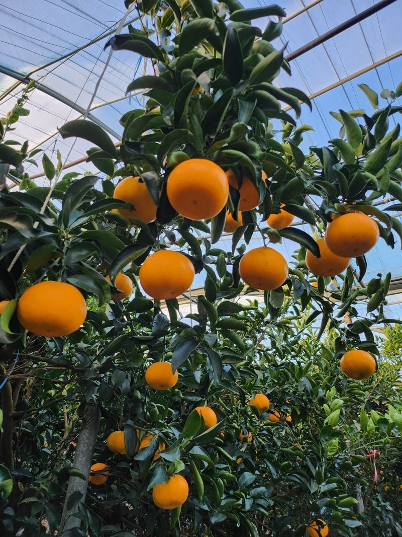 들깨10545님의 장터 판매 상품 [천혜향 가정용,명품 선물판매(판매중지)] 첨부 사진