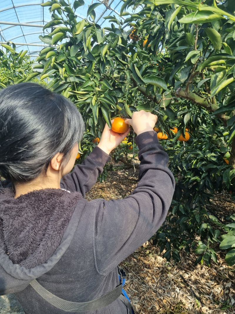 들깨10545님의 장터 판매 상품 [천혜향 가정용,명품 선물판매(판매중지)] 첨부 사진