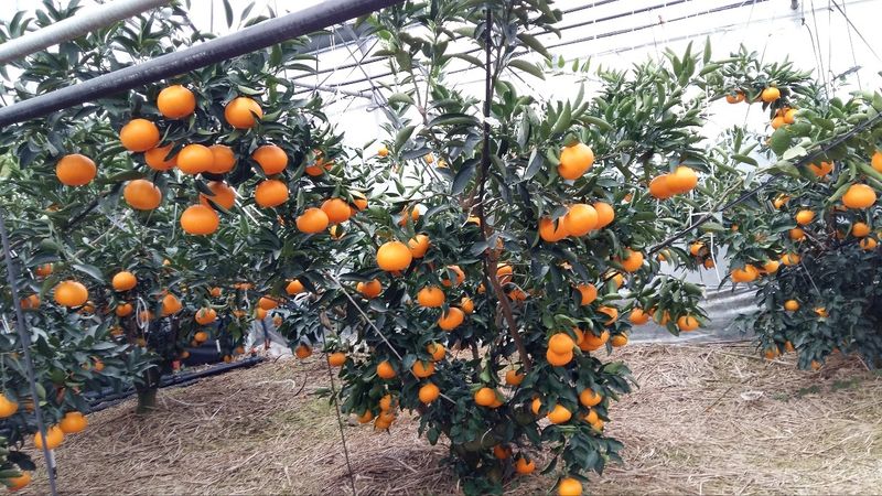 들깨10545님의 장터 판매 상품 [천혜향 가정용,명품 선물판매(판매중지)] 첨부 사진