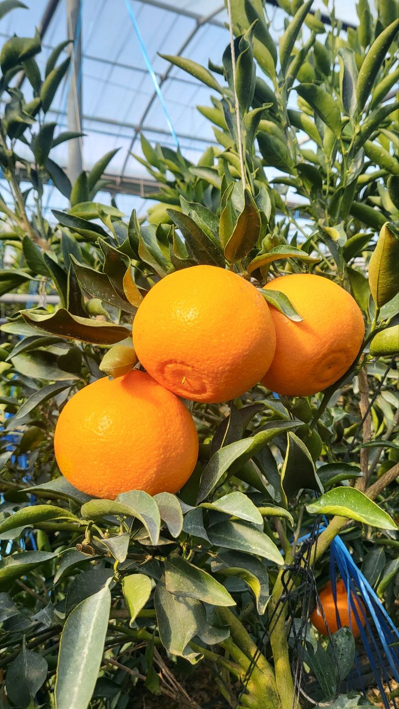 들깨10545님의 장터 판매 상품 [천혜향 가정용,명품 선물판매(판매중지)] 첨부 사진