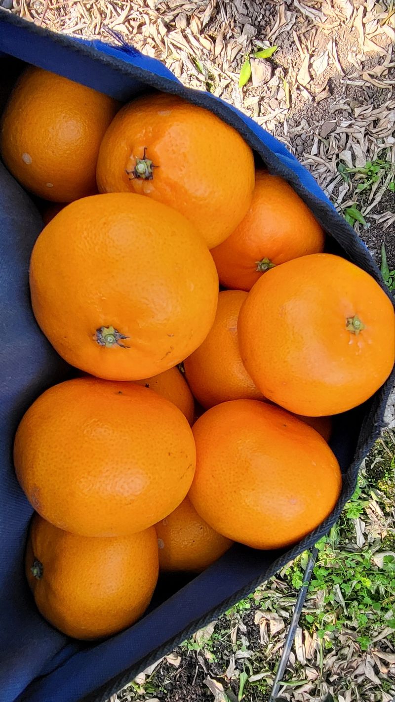 들깨10545님의 장터 판매 상품 [천혜향 가정용,명품 선물판매(판매중지)] 첨부 사진