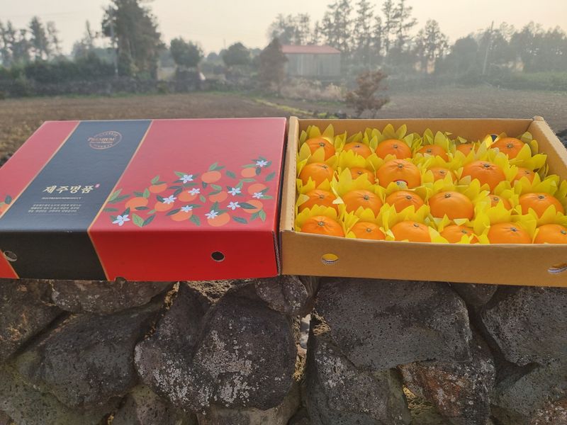 들깨10545님의 장터 판매 상품 [천혜향 가정용,명품 선물판매(판매중지)] 첨부 사진