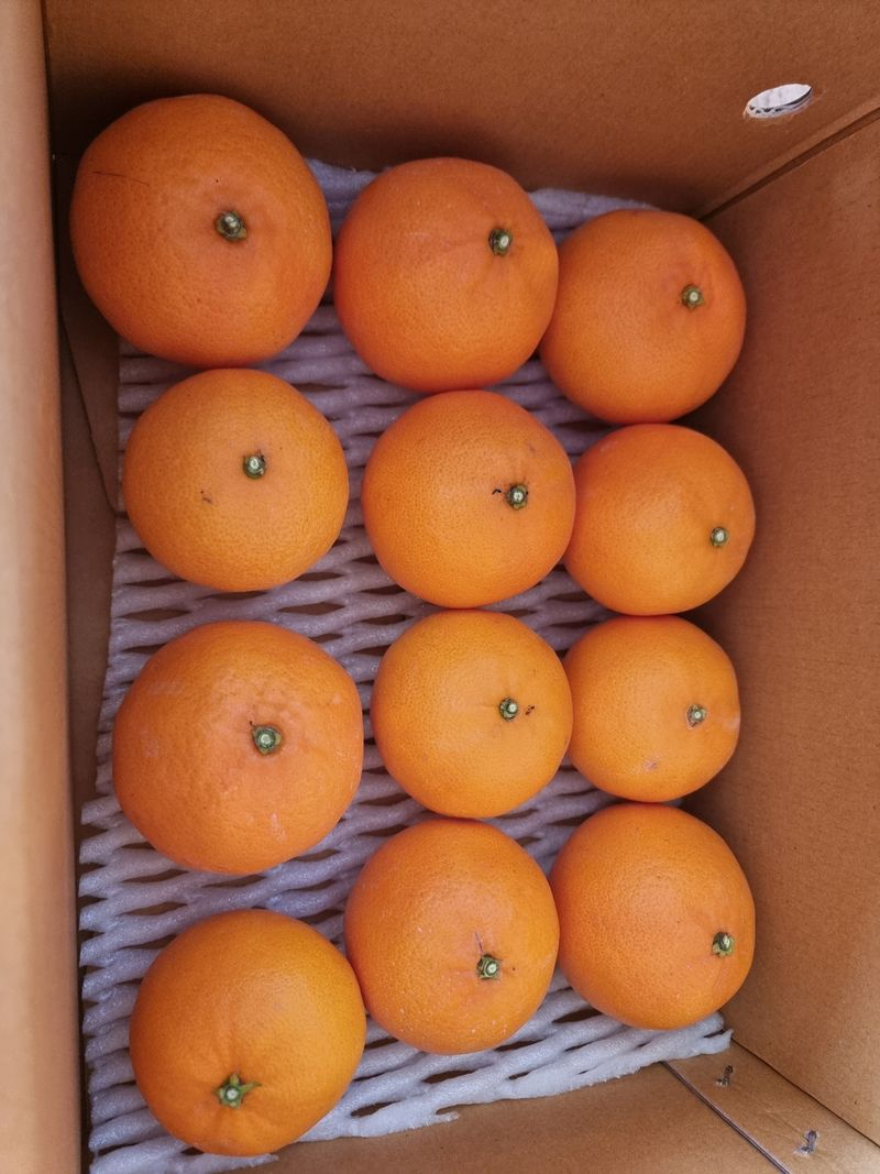 들깨10545님의 장터 판매 상품 [천혜향 가정용,명품 선물판매(판매중지)] 첨부 사진