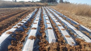 김영준님의 감자 · 자유게시판 작성글 사진