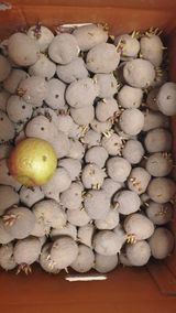 팜모닝 감자·자유게시판 게시글 이미지