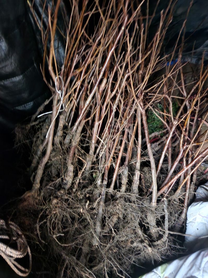 장터 상품 [태추단감 묘목 ] 썸네일