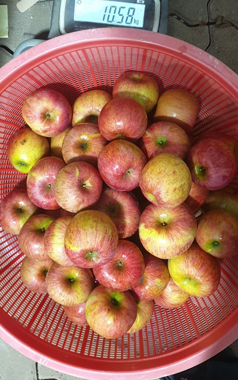 백두농원님의 장터 판매 상품 [봉화사과 10키로 미얀마부사 팝니다 ] 첨부 사진